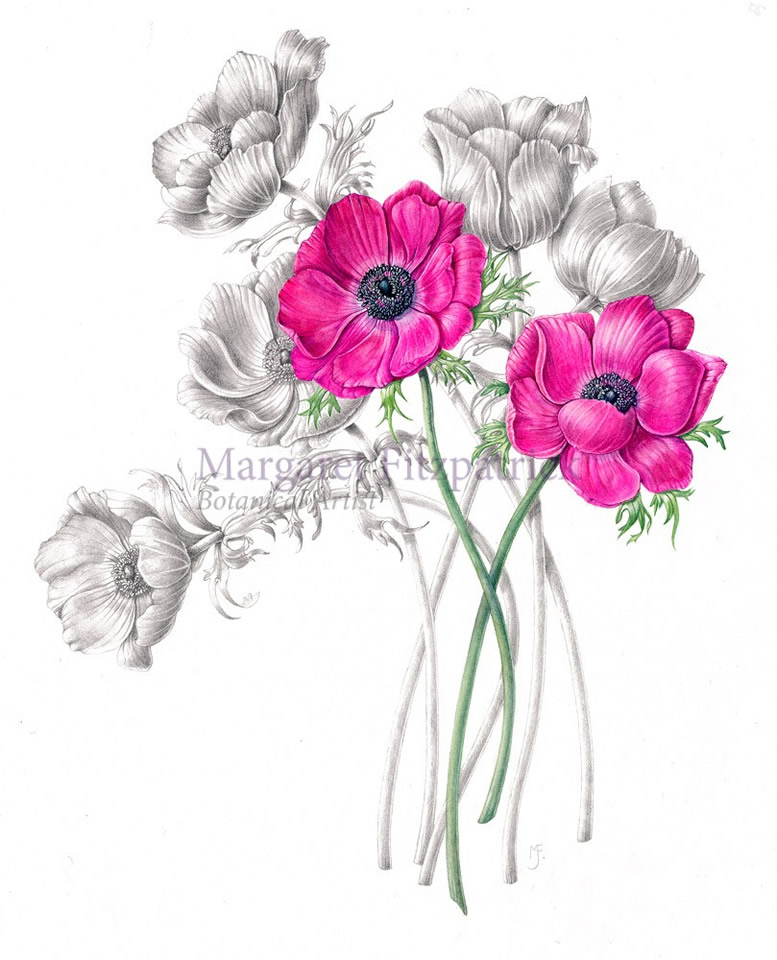 Anemone with graphite