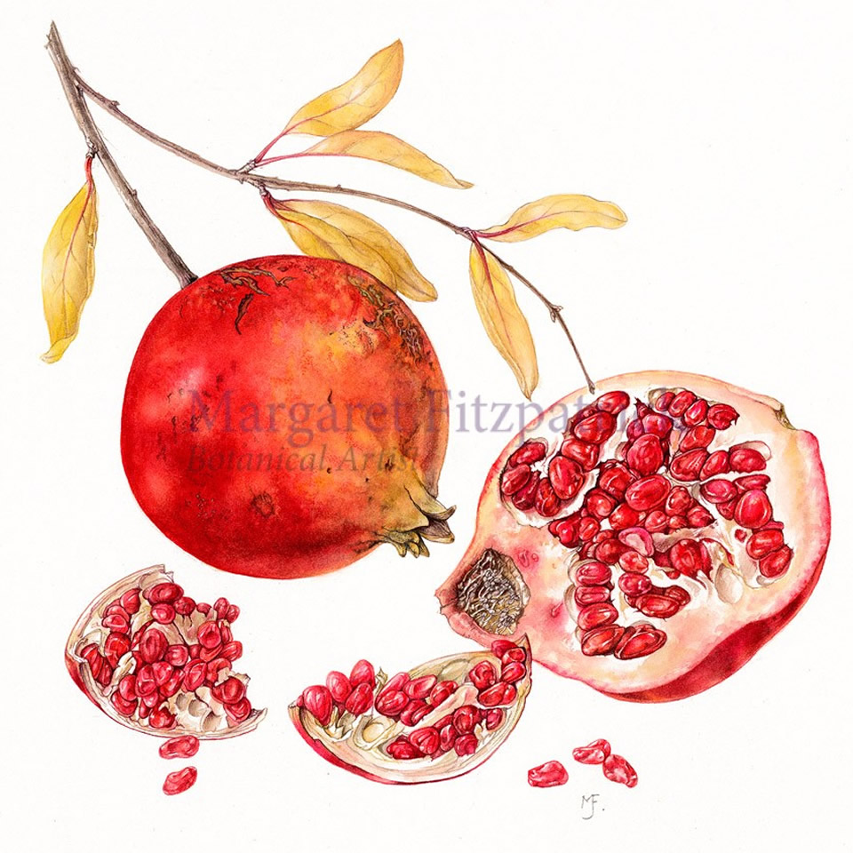 Pomegranate - fruit