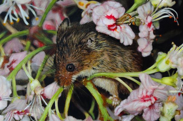 Harvest Mouse in Blossom