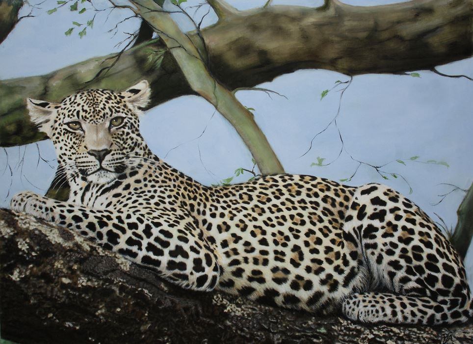 Leopard Gestating in a Tree